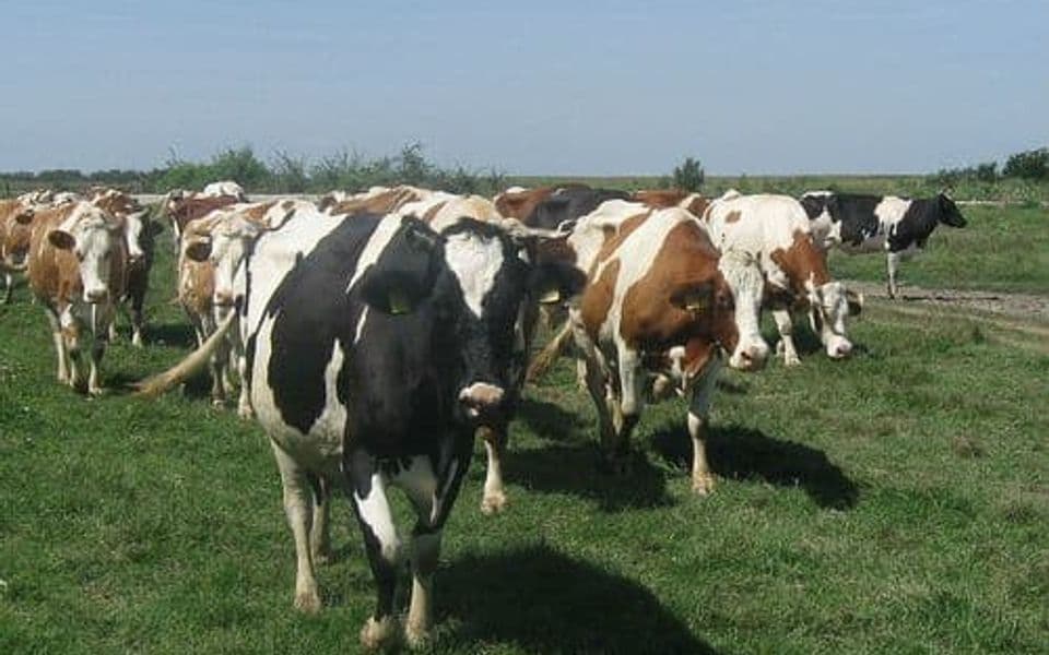 Kju groznica potvrđena u osam nikšićkih gazdinstava, ptičji grip u dva