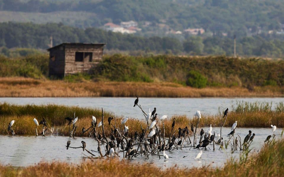 MPŠV: Potvrđen slučaj ptičjeg gripa kod divljih ptica
