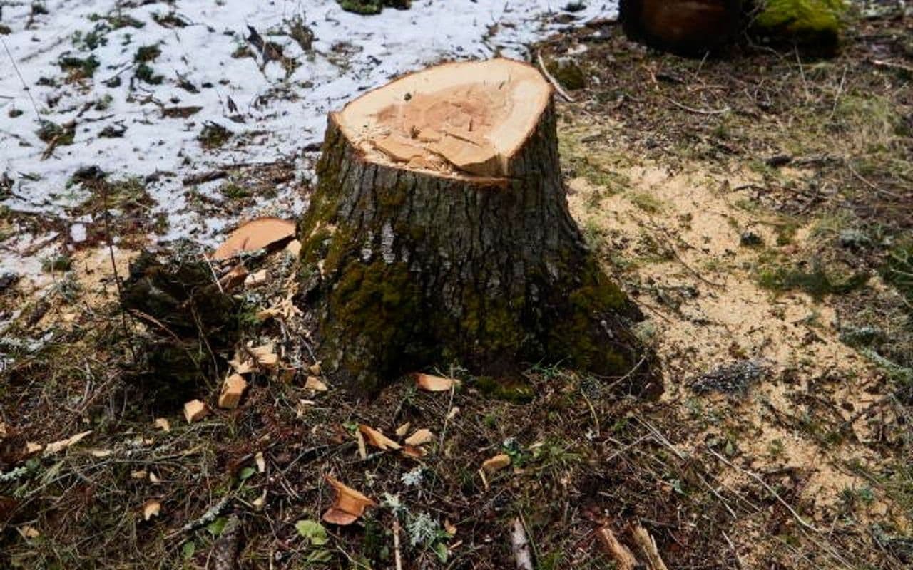 DRI ispituje što je rađeno da se spriječi bespravna sječa šume
