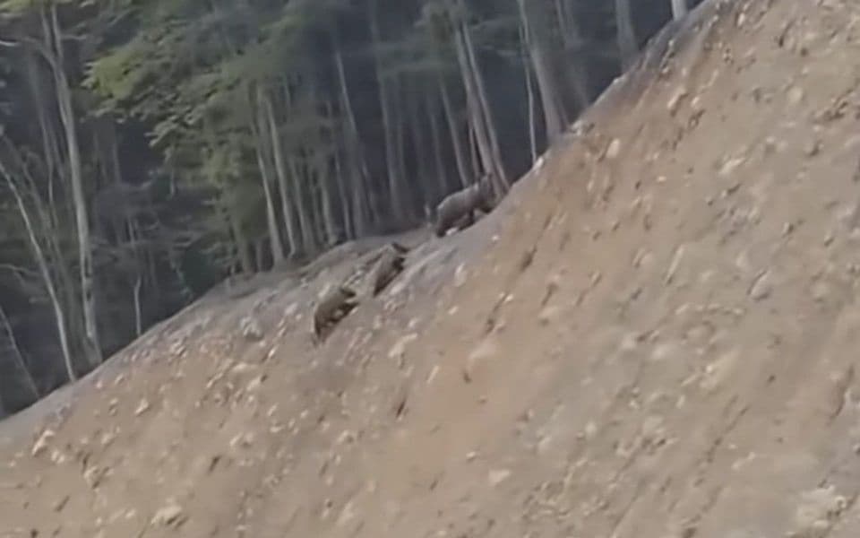 (VIDEO) Najezda medvjeda u Crnoj Gori: Mečka i dvoje mečadi na putu Nikšić – Plužine