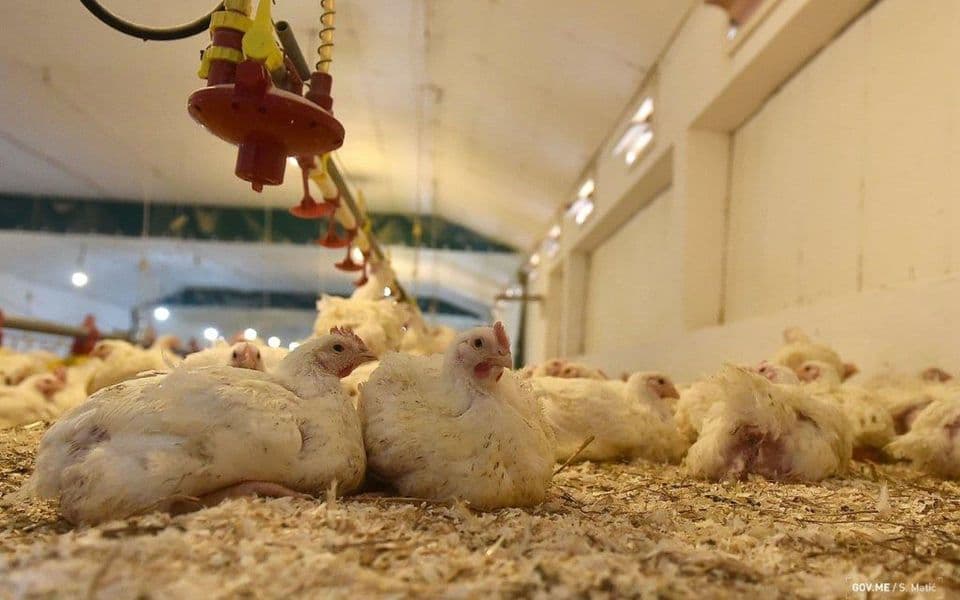 Zbog mrtve živine pred tužilaštvom i Komunalno