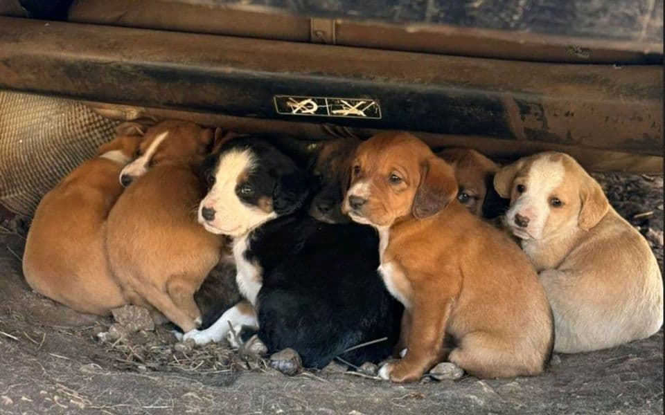 Predati na brigu, završili u jami