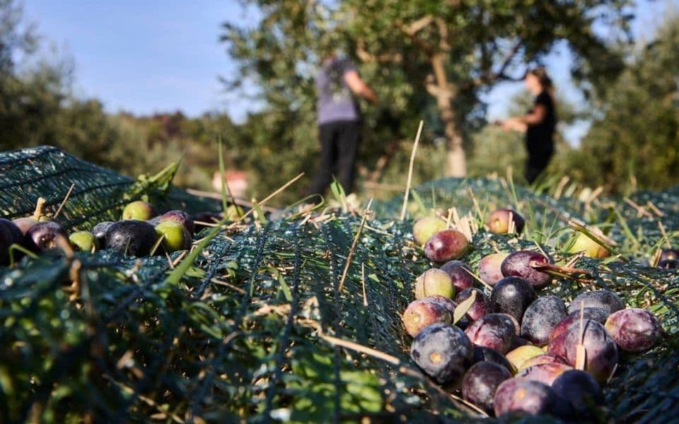 Porodični biznisi mogu biti snažan pokretač ekonomskog razvoja Crne Gore