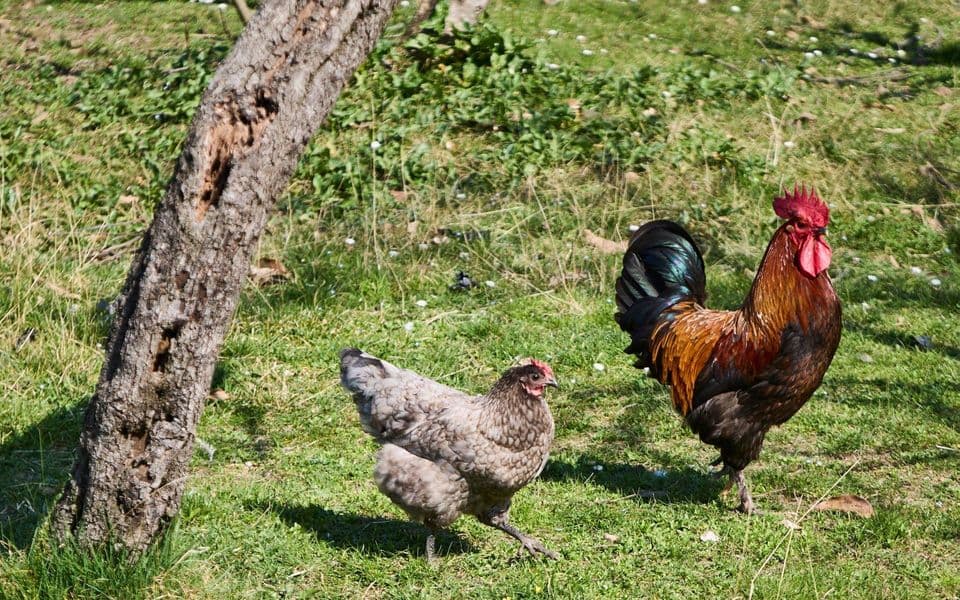 Ukidaju se ugrožena područja od ptičjeg gripa