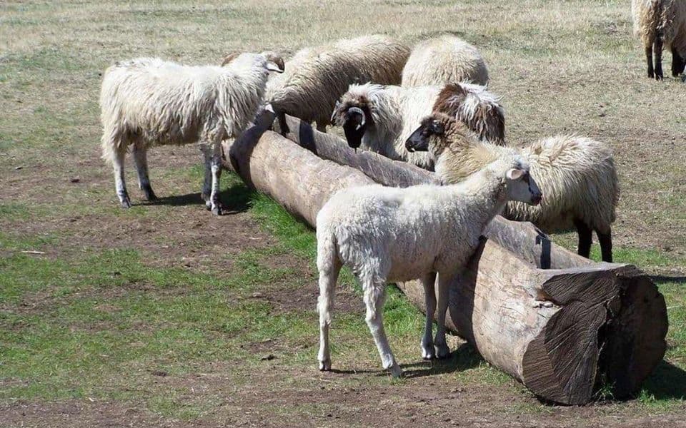Cilj je zadržati mlade na selu i obnoviti stočarstvo