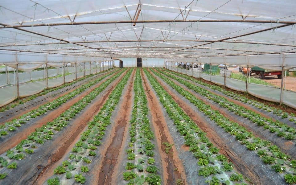 Poljoprivrednici traže razvojni, a ne socijalni agrobudžet