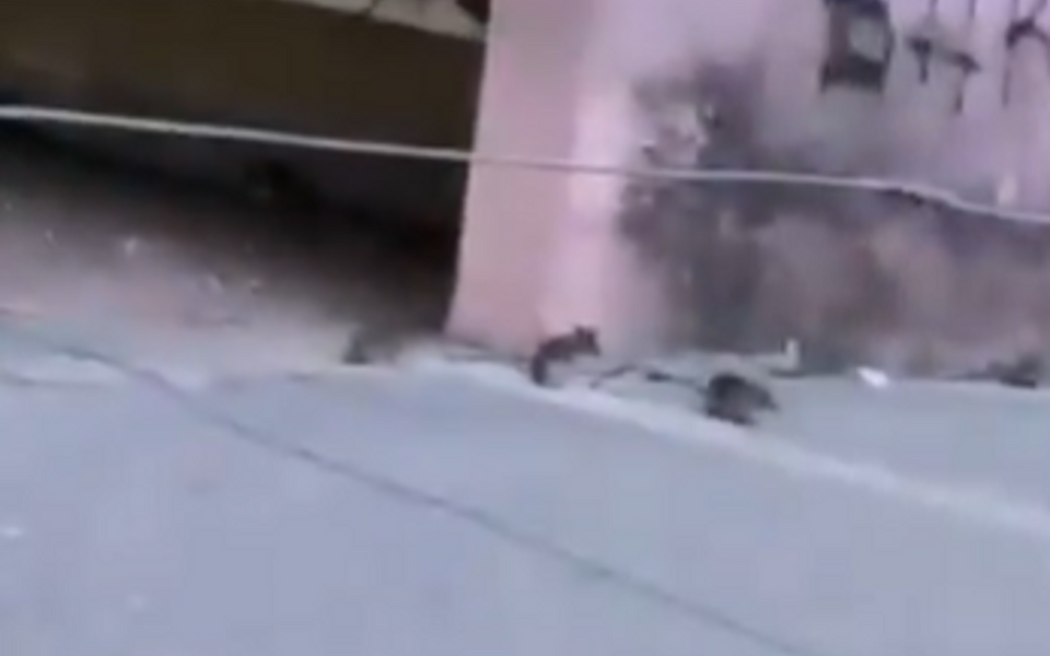 (VIDEO) Šćepanović: Nikšić, evropska prijestonica kulture, guši se u otpadu