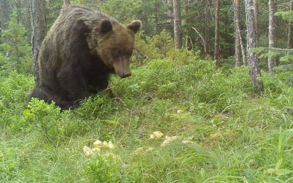 Medvjedu može (pre)suditi samo Interventni tim