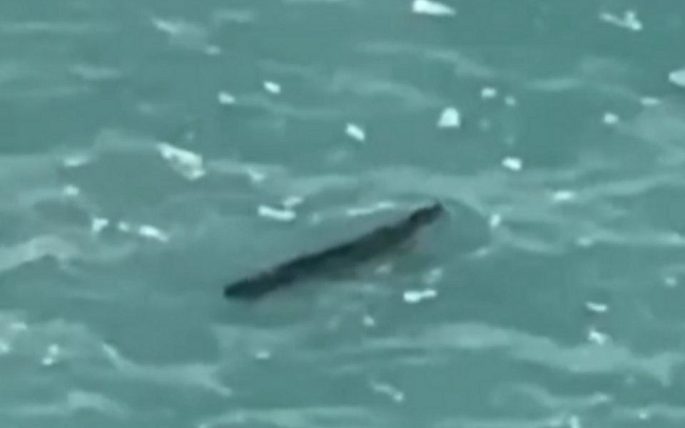 (VIDEO) Uočena sredozemna medvjedica, uživa na talasima i časti se ribom