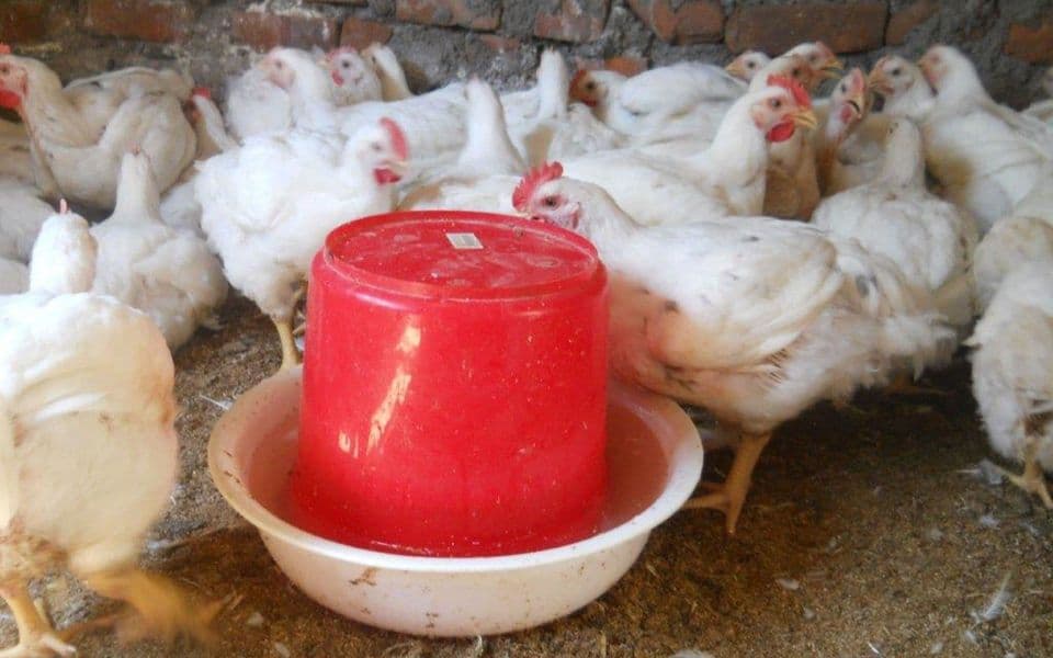 U Podgorici svaka treća mala farma koka nosilja