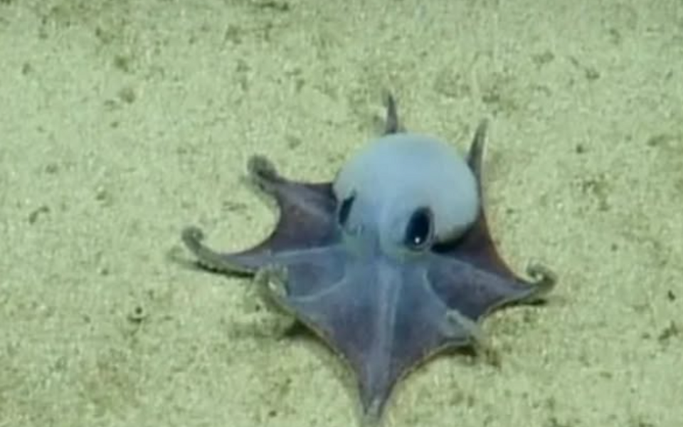 Otkrivena sićušna hobotnica plave boje na Galapagosu