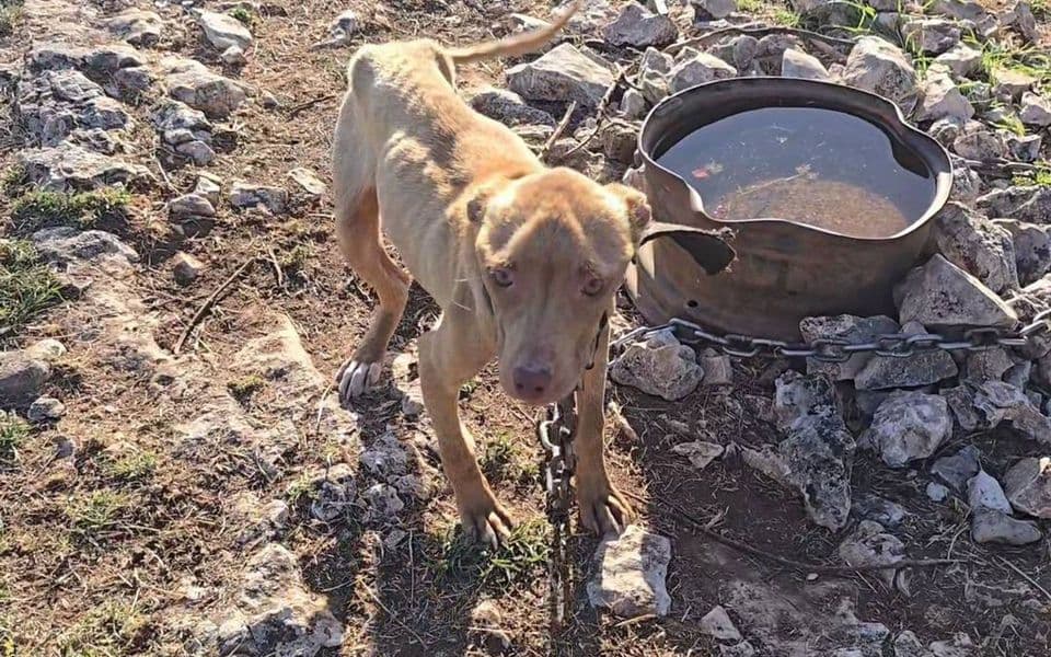 Psi spašeni, ODT demantuje tvrdnje da je tužilac ocijenio da nema elemenata krivičnog djela
