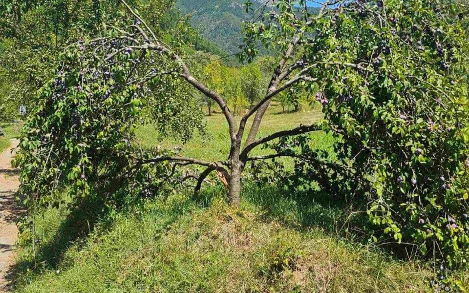 Šljive rodile, biće ih za „arambašu“
